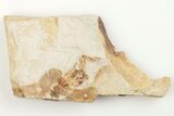 Partial, Miocene Pea Crab (Pinnixa) Fossil - California #205079-1